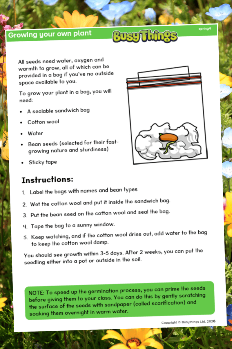 Simple spring science experiment growing a bean plant in a bag using cotton wool and seeds