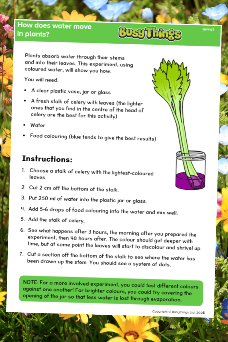Celery and coloured water experiment showing how plants absorb water through stems