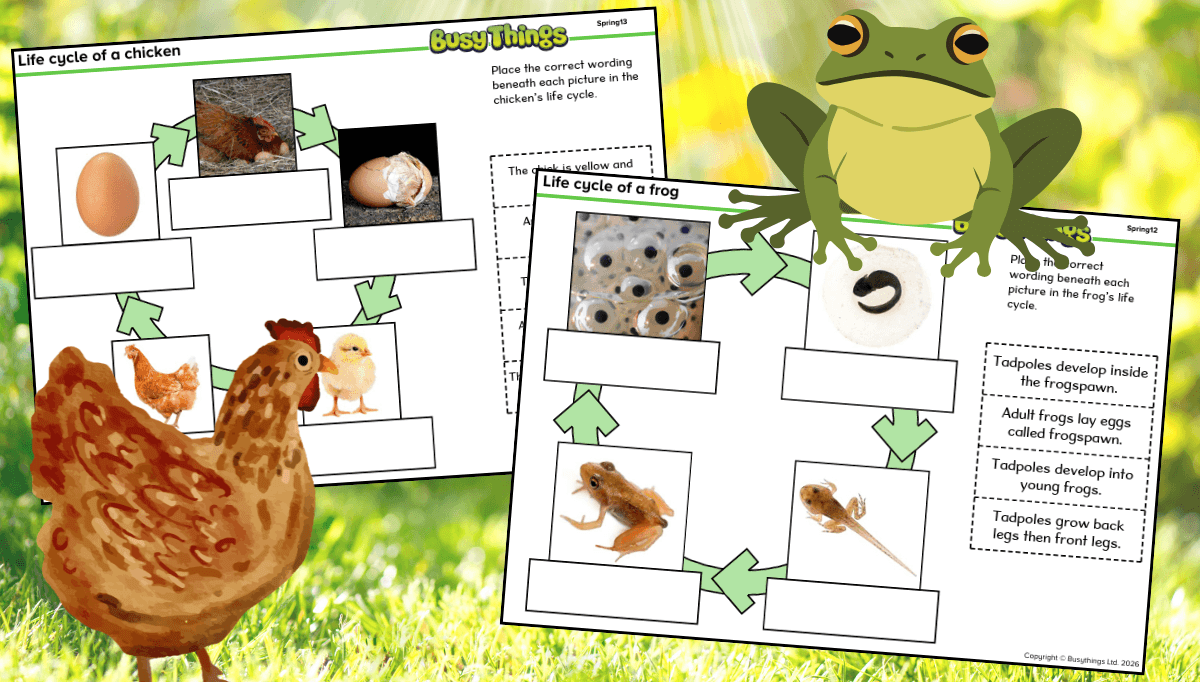 Spring life cycle worksheets showing frog and chicken development stages for children