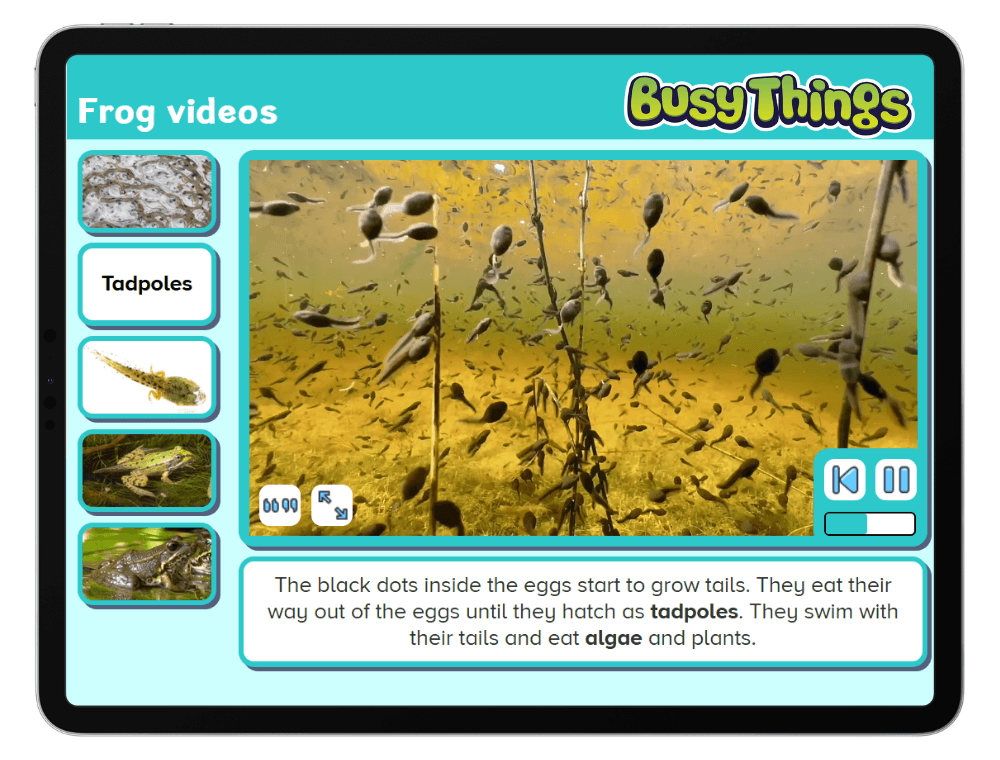 Busy Things frog life cycle video showing tadpoles developing into frogs