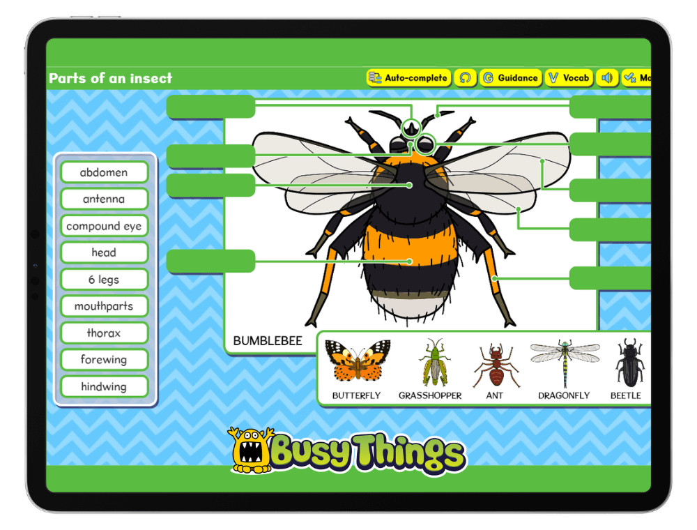 Interactive insect labelling game for children learning parts of an insect