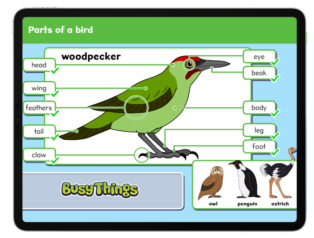 Diagram of a bird with labelling activity for children