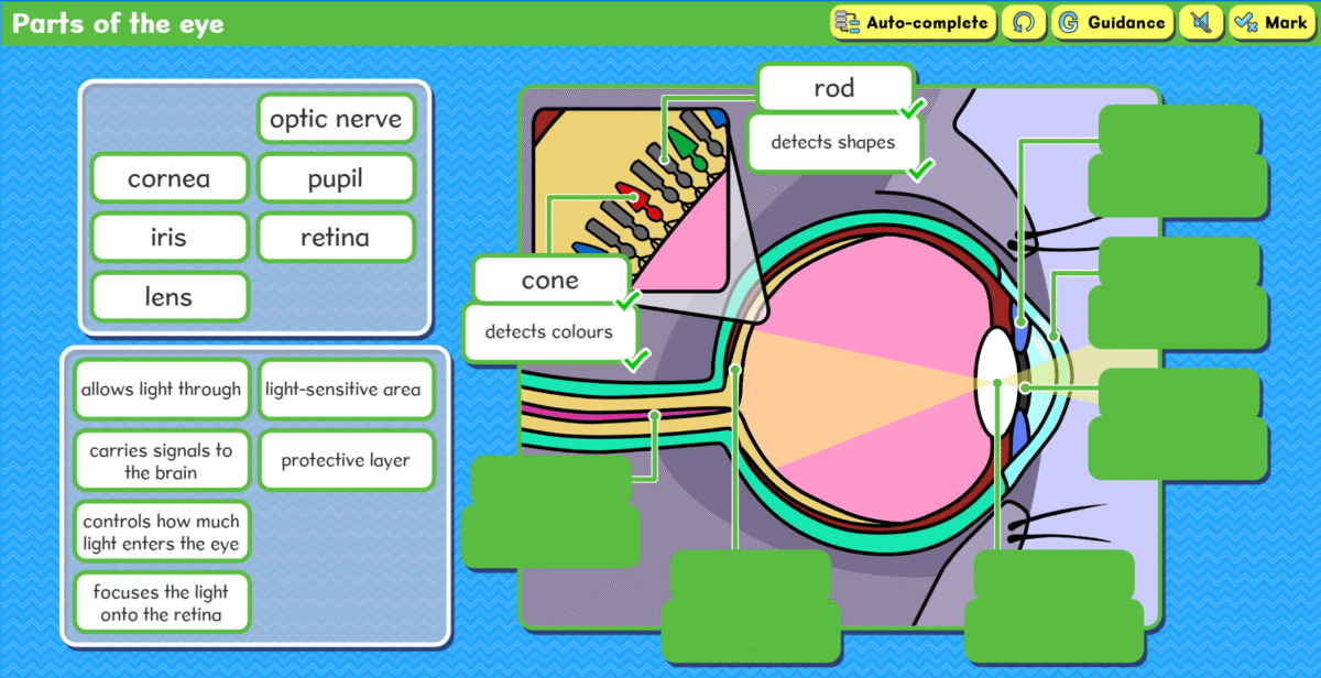 Parts of the eye activity screenshot