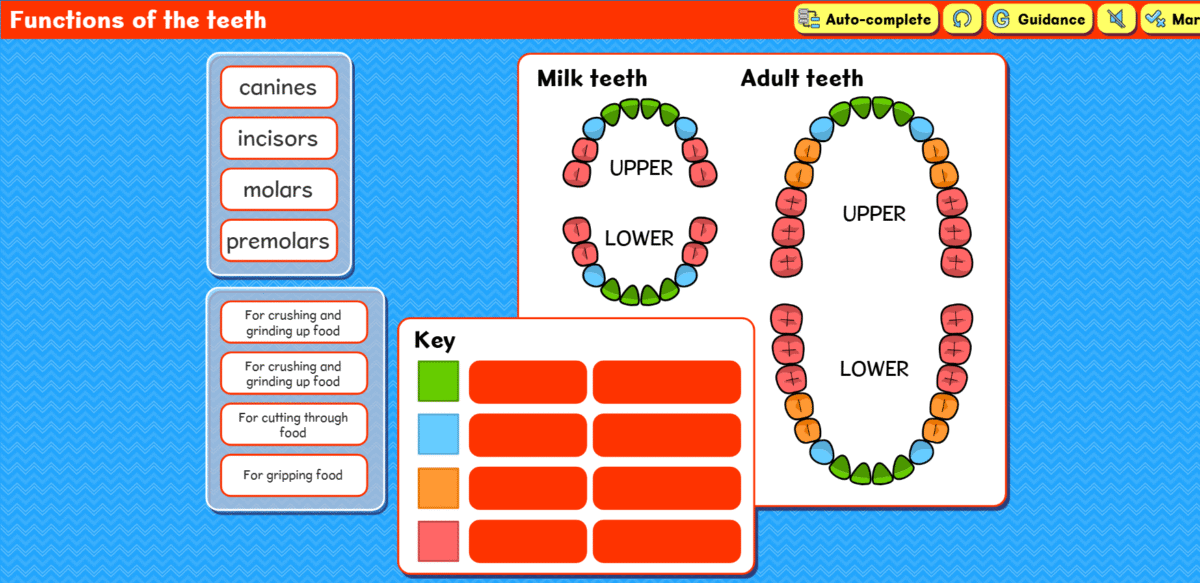 Functions of the teeth activity screenshot
