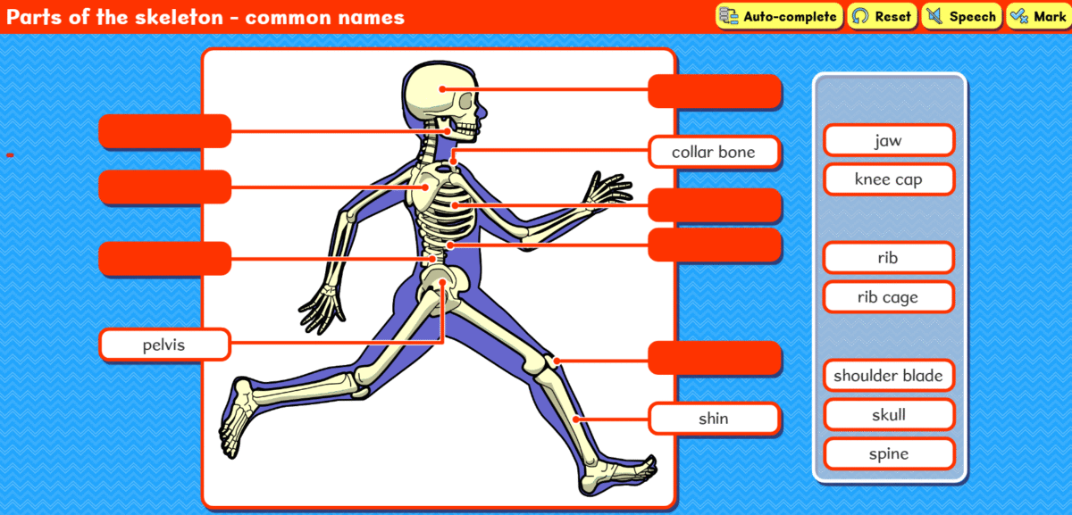 Skeleton - common names activity screenshot