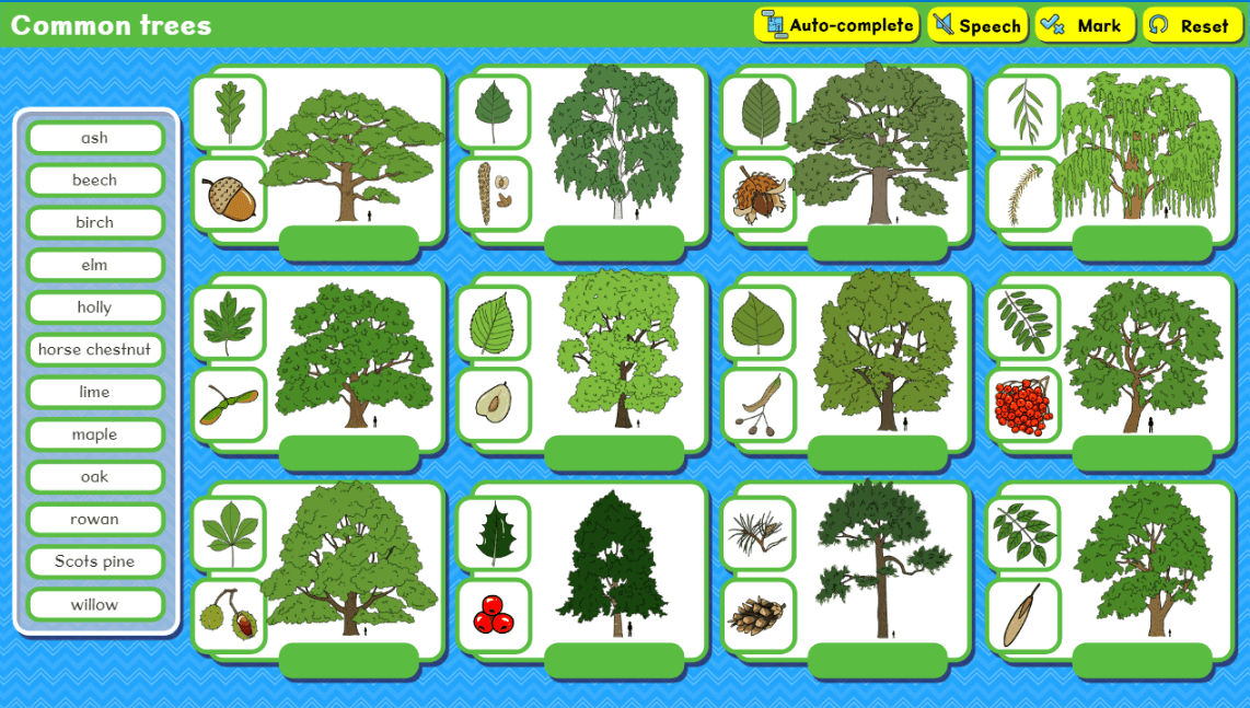 Common trees activity screenshot for National Tree Week in November